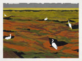 Little Egrets (Marsh). 2023